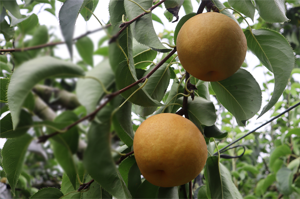 a6ad723fe4521fa1fd4b9de3a4dedf85_1763454817_5634.jpg a6ad723fe4521fa1fd4b9de3a4dedf85_1763454817_5634.jpg