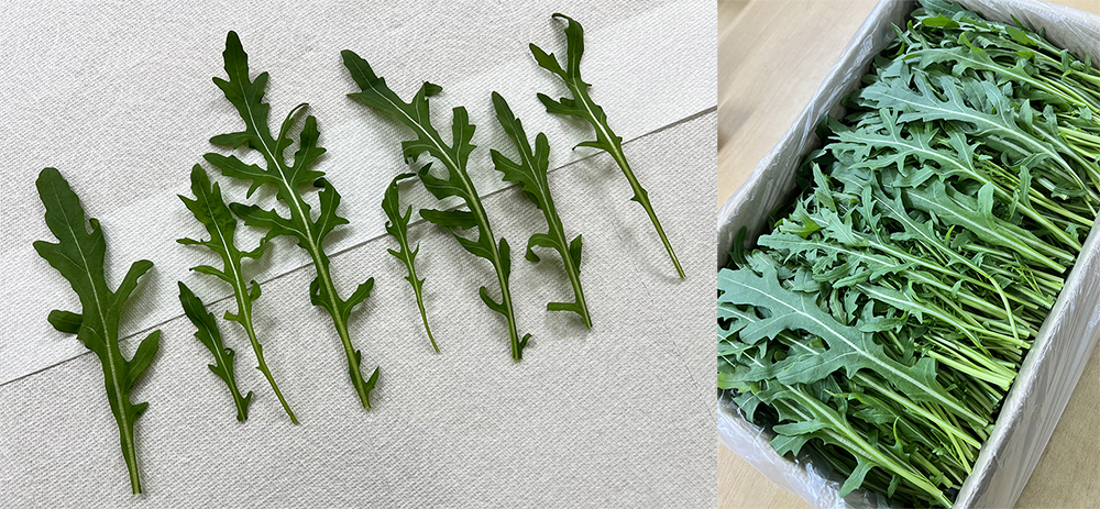 8f8190be4dcd0ba1b453dad1f224d6d7_1769680178_2713.jpg 8f8190be4dcd0ba1b453dad1f224d6d7_1769680178_2713.jpg