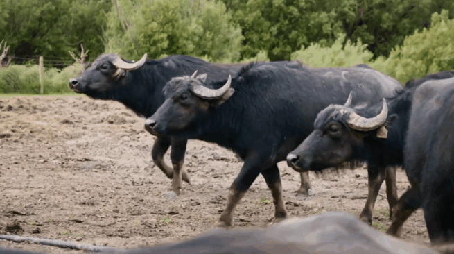 dbc53b89051274e521c33812b619fd27_1790167173_1223.gif dbc53b89051274e521c33812b619fd27_1790167173_1223.gif