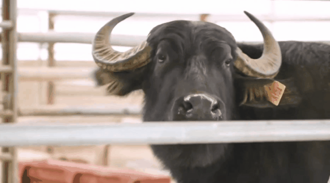 dbc53b89051274e521c33812b619fd27_1790167243_352.gif dbc53b89051274e521c33812b619fd27_1790167243_352.gif