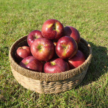 [산지직송] 고당도 감홍사과 사과계의 에르메스 2.5kg/ 5kg