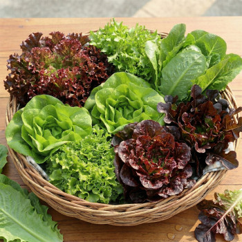 [산지직송] 아쿠아포닉스 친환경 샐러드채소 모둠 500g