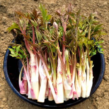 하우스 땅두릅 300g/ 500g/ 1kg