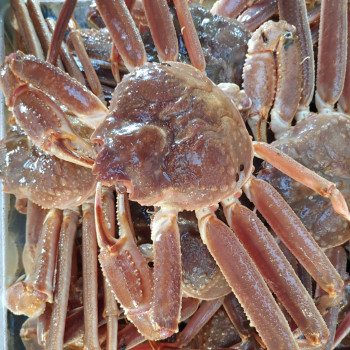 러시아활대게 1kg, 3kg, 5kg 스노우크랩 대게