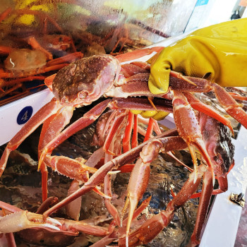 러시아활대게 1kg, 3kg, 5kg 스노우크랩 대게
