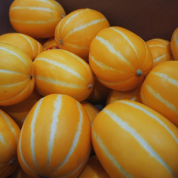 [성주참외/당도선별] 성주_꿀뚝뚝 참외 [1kg-10kg]