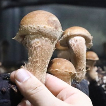 [굿프레시] 무농약 대송 참송이 500g / 1kg / 2kg 택1