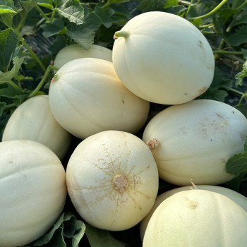 [GAP] 경북고령 고당도 설향메론 17브릭스 이상 [2kg-5kg]