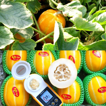 [성주참외] 고당도 성주 꿀참외 1kg~5kg 정품/가정용/못난이/꼬마참외