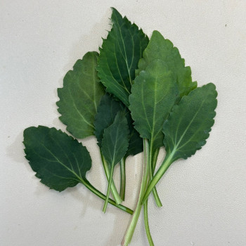 [산지직송] 팔공산 부지깽이 취나물 500g/ 1kg/ 2kg