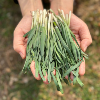 [산지직송] 노지 부추 300g/ 500g/ 1kg