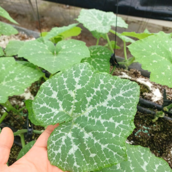 [산지직송] GAP 인증 국내산 호박잎  400g 이상
