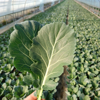 [산지직송] 국산 케일 쌈채소 1kg/ 2kg
