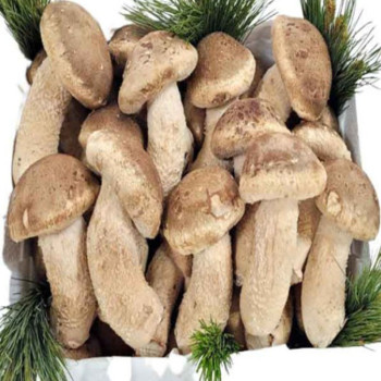 무농약 송향 송화버섯 500g/ 1kg