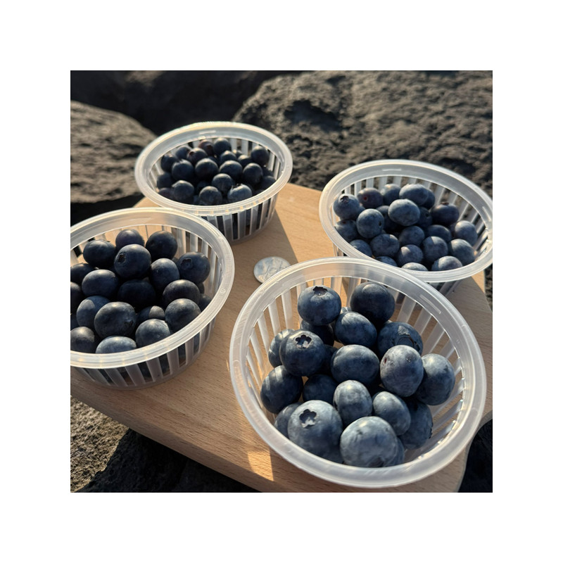 [10%적립] GAP 제주_유기농 무농약 생과 블루베리 [특/특대/왕_200g-1kg][익일출고]