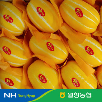 [10%적립] 성주월항농협 꿀참외 특/상 골라담기2-10kg 당도선별 완료