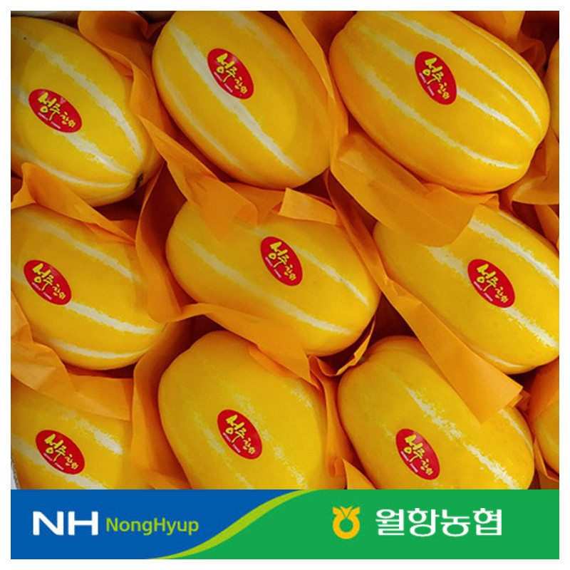 [10%적립] 성주월항농협 꿀참외 특/상 골라담기2-10kg 당도선별 완료
