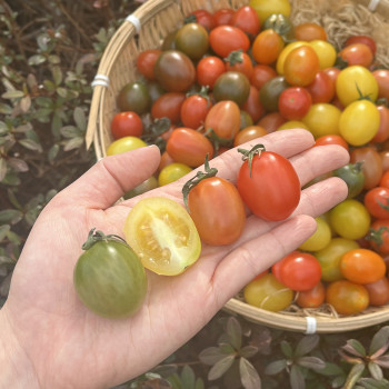 [10%적립] 산지직송 대추 컬러 방울토마토 1kg/ 2kg/ 3kg