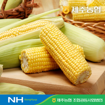 [10%적립] 당도보장 제주농협 정품 특품 초당옥수수(국산)  3kg/ 6kg (6월9일부터 출고)
