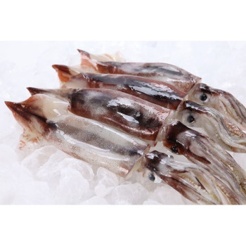 [산지직송] 원양산 총알 오징어 1kg (9-13미내외)