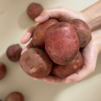 [10%적립] 산지직송 국내산 홍감자 1kg/ 2kg/ 3kg/ 5kg/ 10kg
