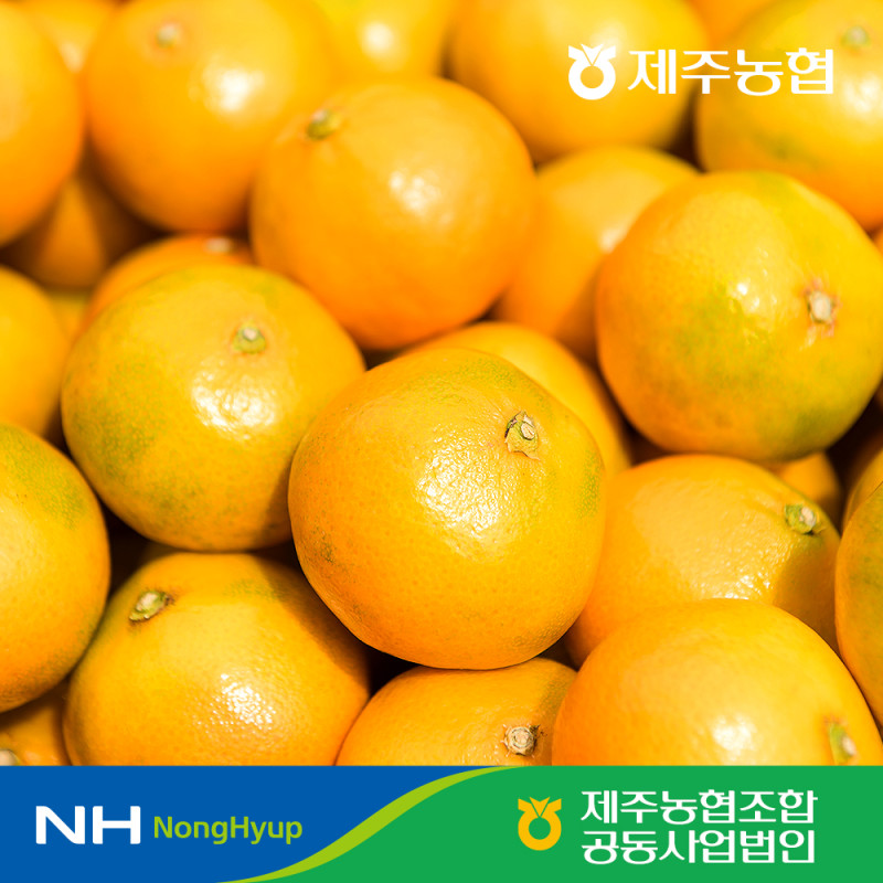 [10%적립] ★당도선별★ 제주농협 정품 귤로장생 하우스감귤 만감류 소과 로얄과 중대과 골라담기