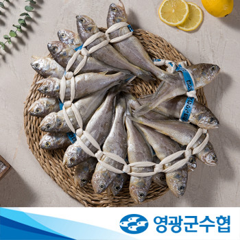 [영광군수협] 법성포 저염 굴비 20미