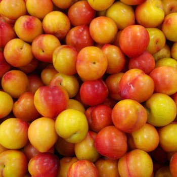[산지직송] 영천 고당도 햇 대석 자두 [1kg-3kg]