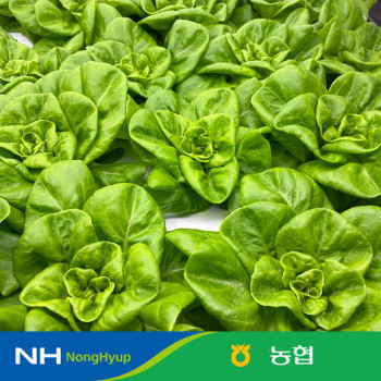 [10%적립] 농협 샐러드 채소 믹스 유럽식 샐러드 채소1kg 4종내외 스마트팜 재배