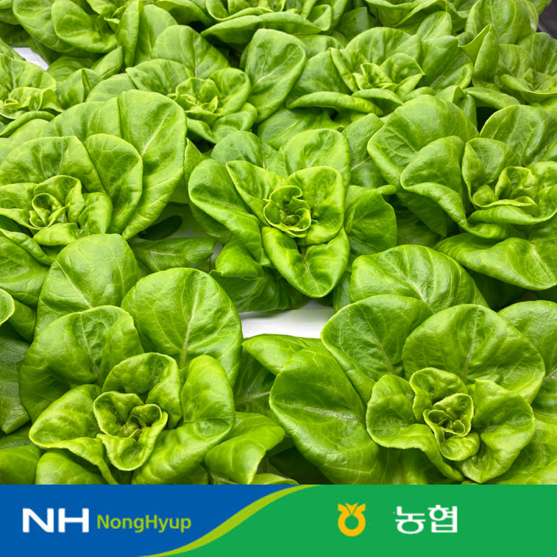 [10%적립] 농협 샐러드 채소 믹스 유럽식 샐러드 채소1kg 4종내외 스마트팜 재배