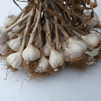 [땅끝해남] 햇마늘 소/중/대 (1.2kg~5kg) 벌마늘 육쪽마늘 해남마늘