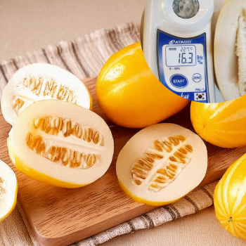 당도보장 고당도 꿀 참외 2kg,4kg
