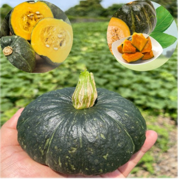 [늘해랑] 속이 알찬 해남 미니 밤호박 (2kg/4kg/8kg)