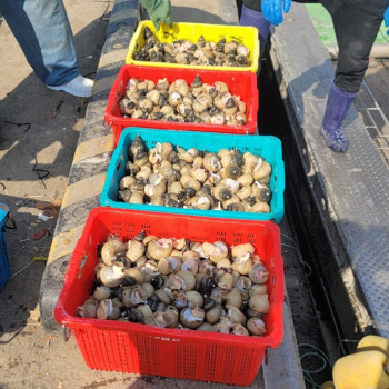 포항 자숙 급냉 흑고동 1kg 9~13미 (자숙후 700g 내외)