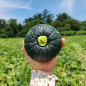[굿파머] 제주 보우짱 미니 밤호박 1kg / 2.5kg / 4.5kg 택1