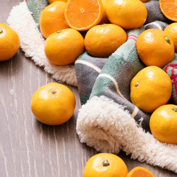 제주도에서 올라온 새콤달콤 11brix 조생 감귤 1.5kg 5kg (노지)