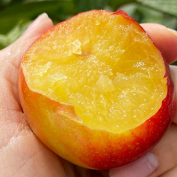 노지 꿀자두 대석자두 1kg/2kg/3kg/5kg 예비맘과일 새콤달콤