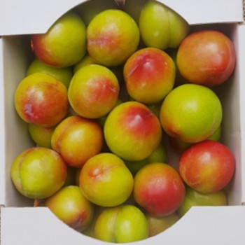 노지 꿀자두 2kg/5kg 새콤달콤한 자두 예비맘과일