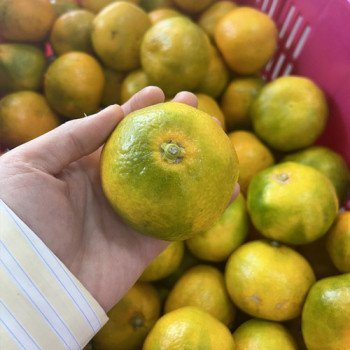 [하우스감귤]고당도 제주 감귤 1kg/3kg/5 가정용 선물용