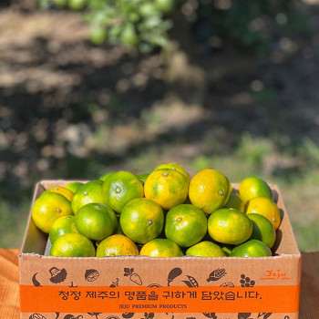 [극조생 노지감귤]고당도 제주 감귤 2.5kg/4.5kg/9kg 가정용