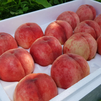 딱딱이복숭아 황도 말랑이복숭아 1.5kg/3kg/4kg 달콤한 과즙 듬뿍