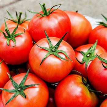 국내산 완숙 토마토 중과 3kg 5kg