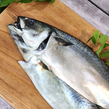 국산 부산 다대포 자반 고등어, 진공 2미 특대 (900g-1.1kg)
