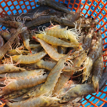 [산지직송] 신안 활새우 빙장포장 [1kg/26미~40미]