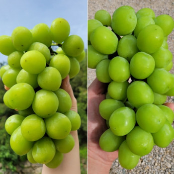 [고당도 샤인머스켓] 씨없는 고당도 샤인머스켓 1-2kg [2수/4수]