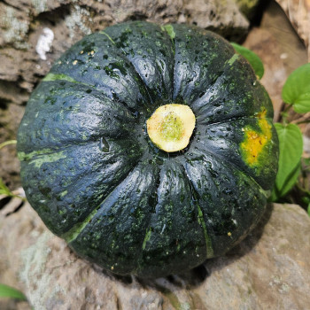 [팜플릭스] 제주 보우짱 미니밤호박(혼합) 5kg/9kg