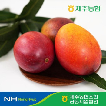 [10%적립] 제주농협 국산 제주 애플망고