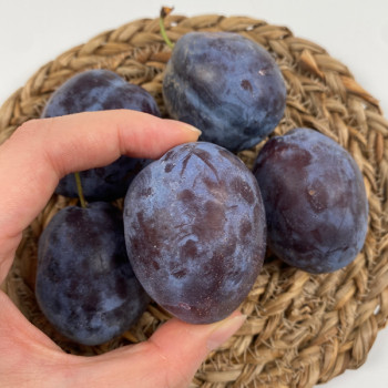 [고당도] 붉은 피자두 생푸룬 자두 생과 500g/1kg/2kg