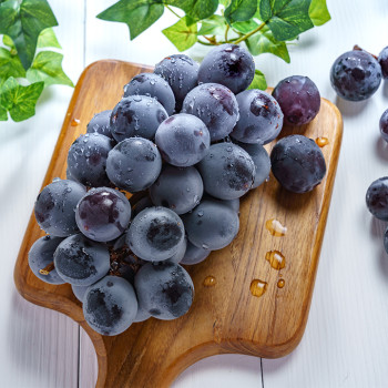고당도 거봉포도/ 켐벨포도 1kg/2kg/3kg 안전포장