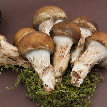 [산지직송] 당일수확 참송이버섯 500g/ 1kg